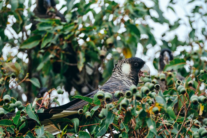 Black cockatoo feeding among gum leaves, Black cockatoo, South West
