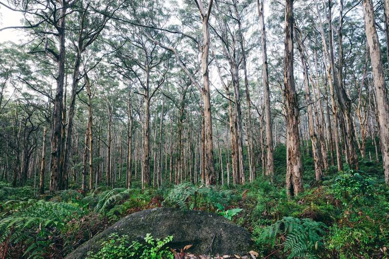 Karri trees, ferns and a granite boulder, Boranup Forest