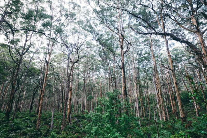 Tall karri trees over a green understorey, Boranup Forest