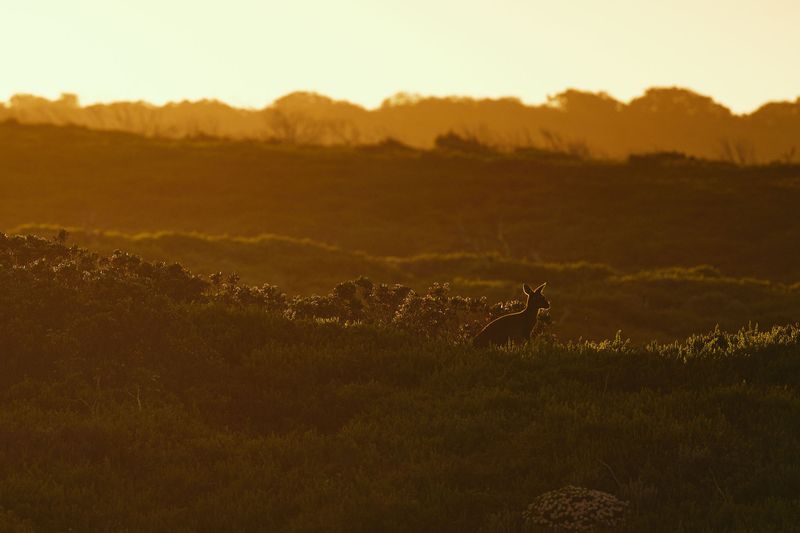 Kangaroo silhouette in golden evening light, Kangaroo, Margaret River region