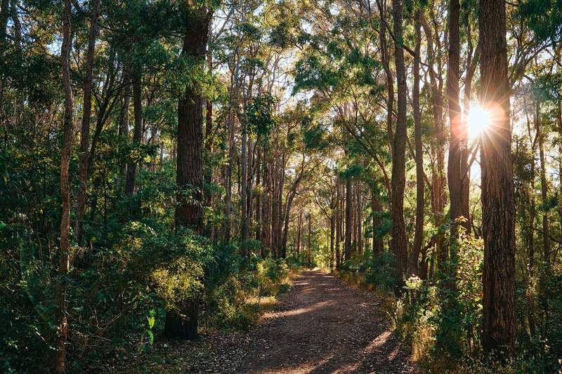 Forest track with sun through tall trees, Margaret River, the river
