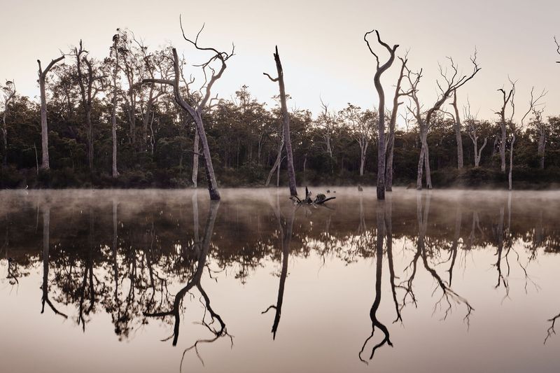 Dead trees reflected in misty still water, Margaret River weir