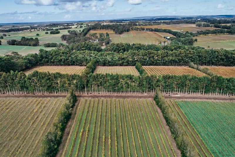 Aerial view of vineyard rows and farmland, Vineyard, Margaret River