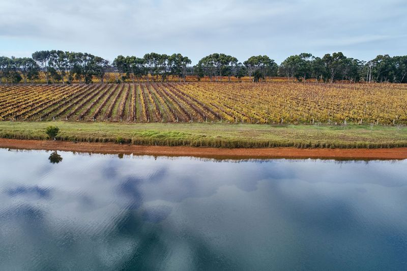 Vineyard rows reflected in a still dam, Vineyard, Margaret River