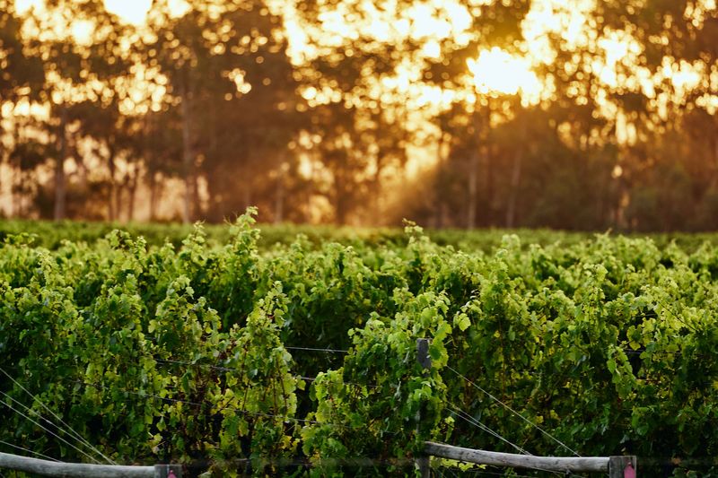Vines and gum trees in golden light, Caves Road, Margaret River region